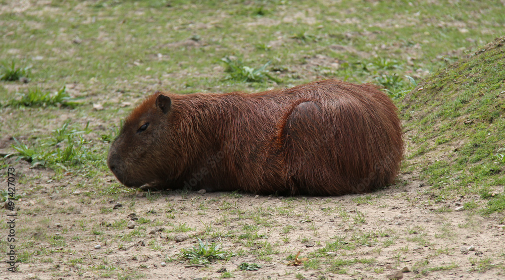 A Relaxed South American Capybara Rodent Animal. A Relaxed South American Capybara Rodent Animal.
