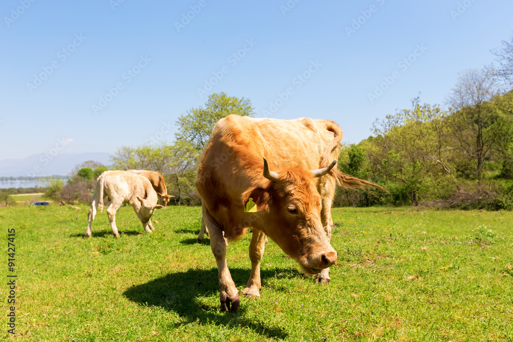 A curious dairy cow stands in her pasture/Dairy Cow/A curious da