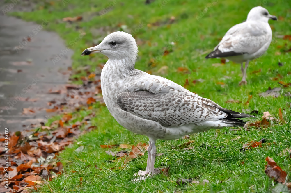 Obraz premium Seagulls on the grass