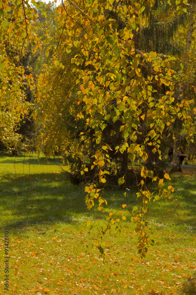 Naklejka premium Birch branches with autumn leaves in the Park.