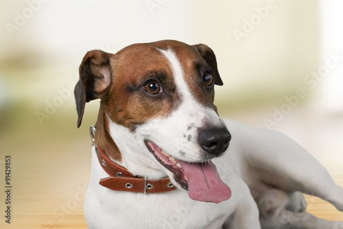 Brown-white dog. © BillionPhotos.com