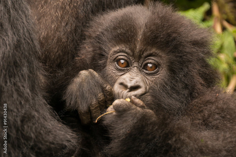 Baby gorilla held by mother chews branch