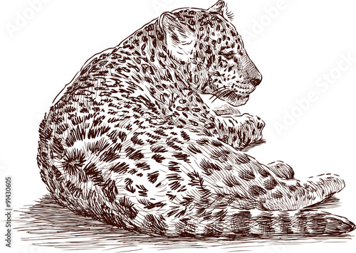 leopard cub
