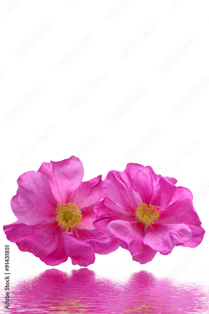 Fototapeta premium Dog rose (Rosa canina) flowers on a white background