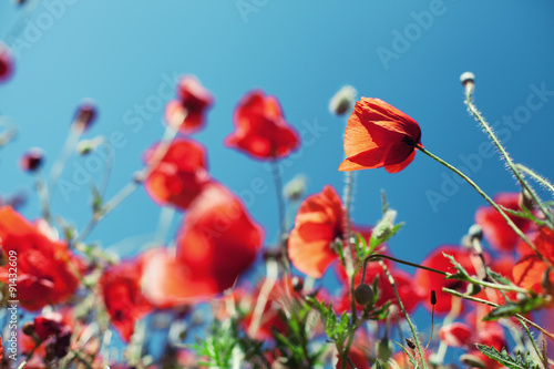 Poppies
