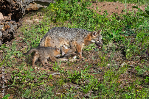 Grey Fox Vixen and Feeding Kit  Urocyon cinereoargenteus 