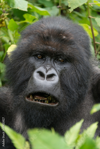 Close-up of male silverback showing black teeth © Nick Dale