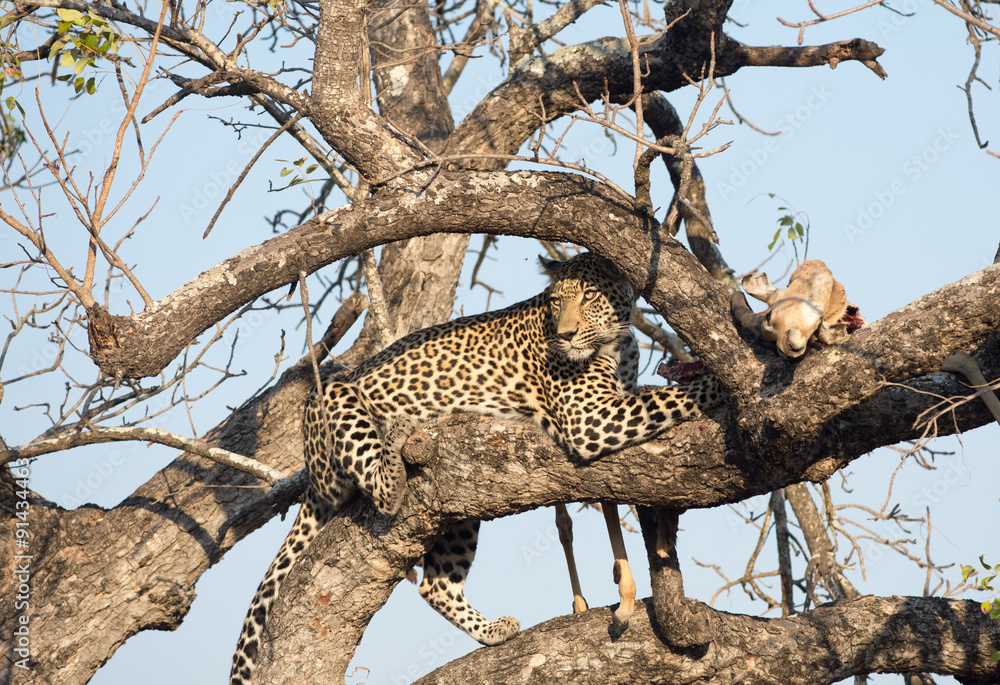 Obraz premium Leopard feeding on impala