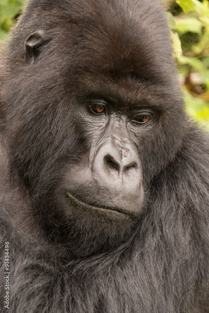 Close-up of silverback looking down in forest Close-up of silverback looking down in forest