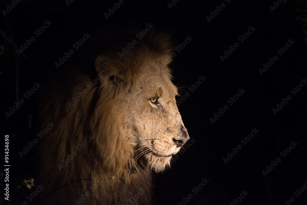 Fototapeta premium Lion at night