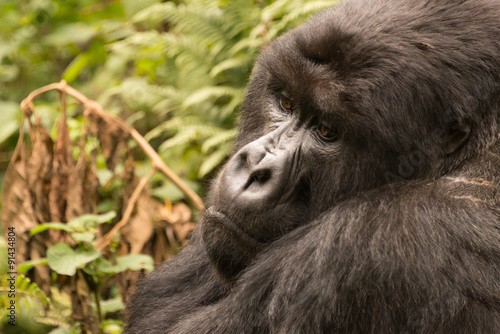 Close-up of sitting gorilla looking down sadly © Nick Dale