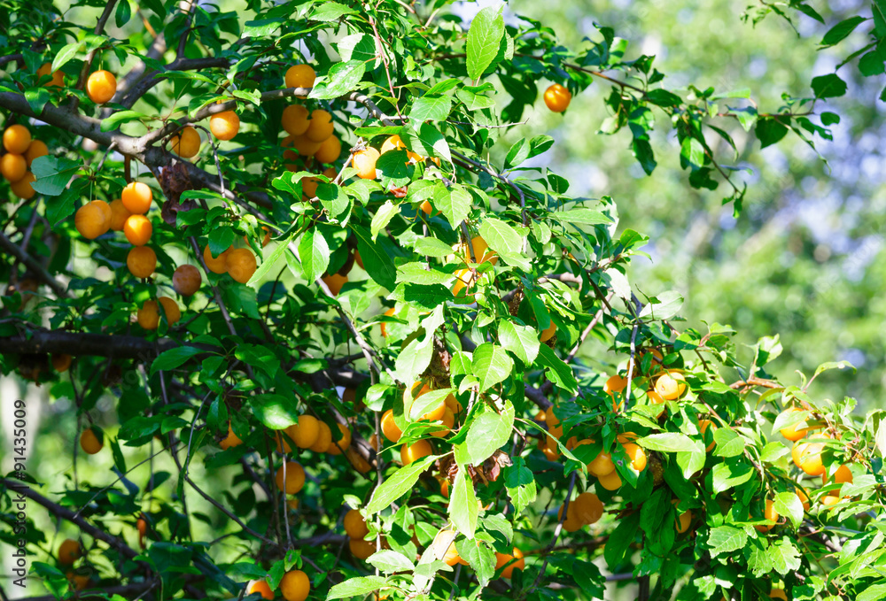 Orange cherry plum tree