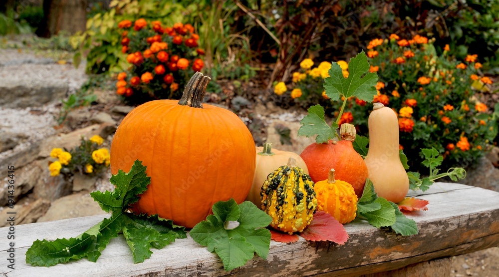 Kürbis in Garten StockFoto Adobe Stock