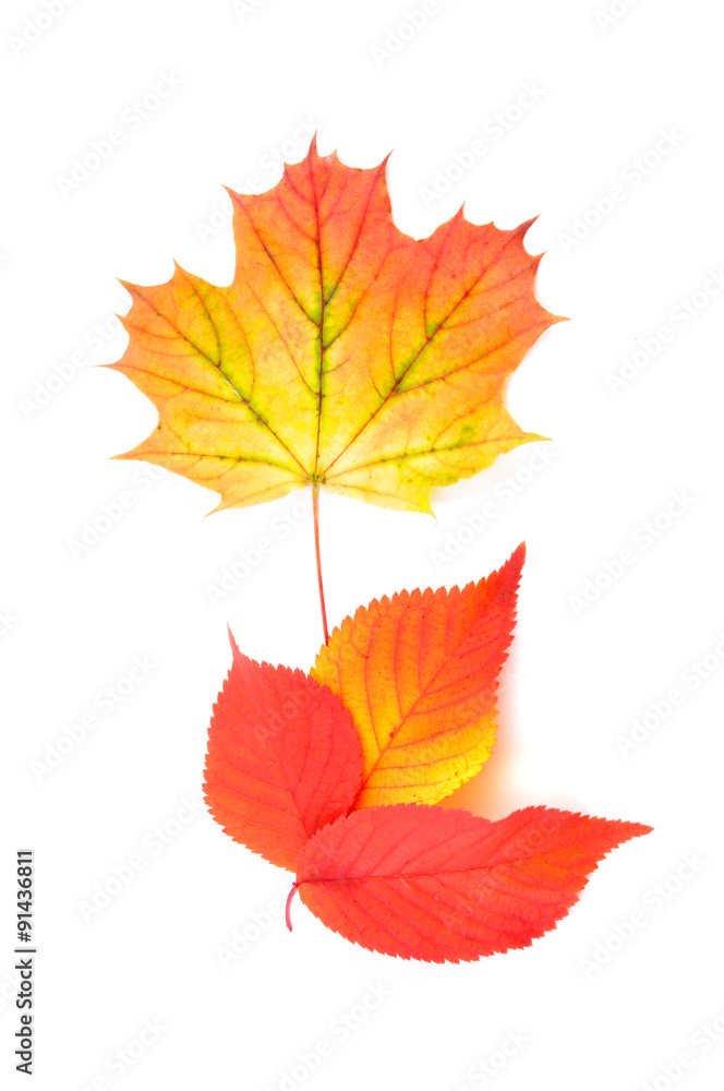 Herbstlaub Herbstlaub