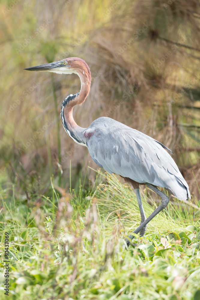 Goliath heron with bent neck in undergrowth Goliath heron with bent neck in undergrowth