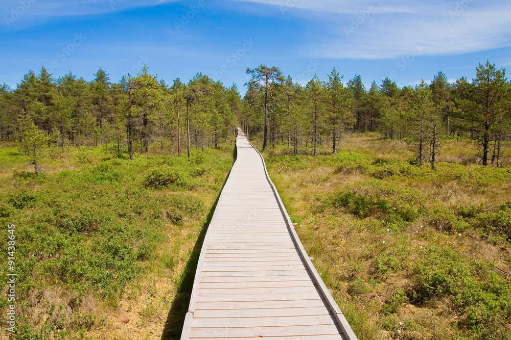 Swamps in the national park Lahemaa in Estonia 3