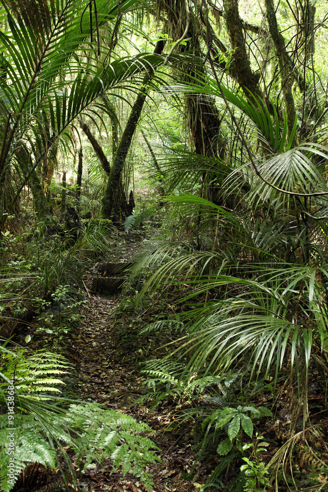 Fototapeta premium Jungle