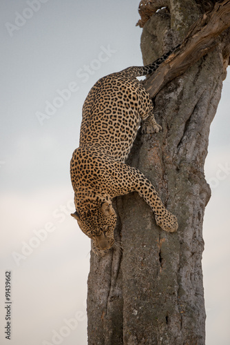 Leopard climbing down tree on African savannah