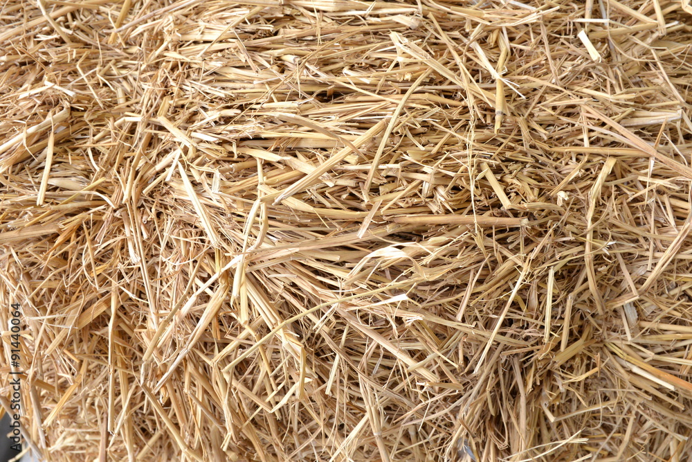 Dried grass Dried grass
