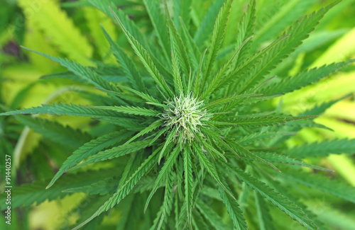 Cannabis plant at flowering stage
