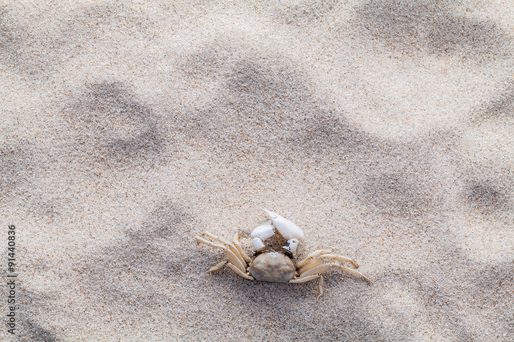 Sea shells,starfish and crab on beach sand for summer and beach Sea shells,starfish and crab on beach sand for summer and beach
