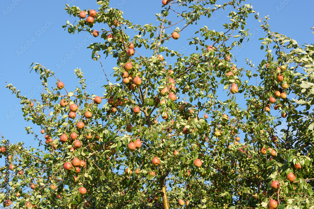 Ripe pears hanging on the tree Ripe pears hanging on the tree