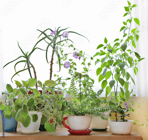house plants on the table