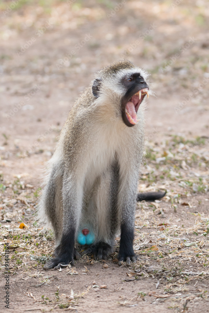 Fototapeta premium Male vervet monkey yawning on dusty ground