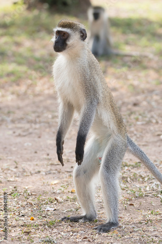 Male vervet monkey standing on hind legs