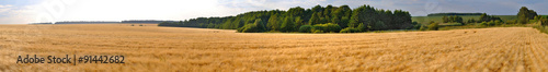 wheat field panorama #91442682