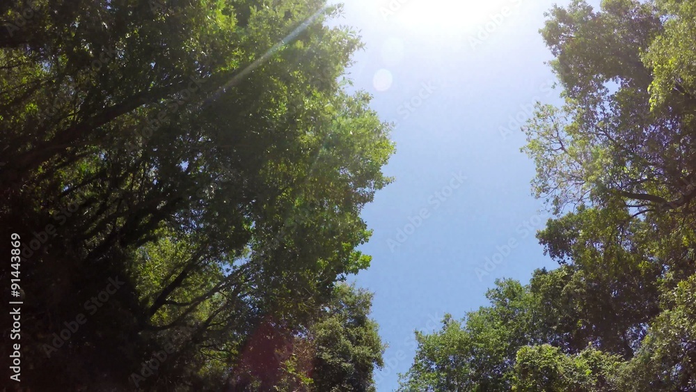 Forest, Trees, Sky and Sun, Camera Car, 4k Forest, Trees, Sky and Sun, Camera Car, 4k