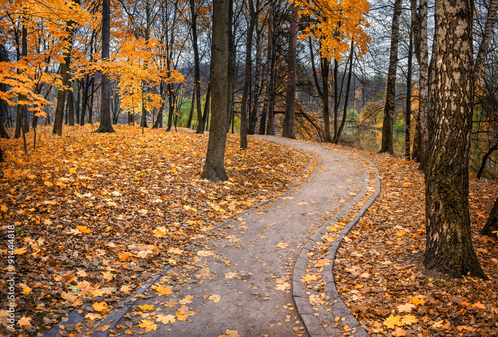 Obraz premium Кленовая осень Maple autumn