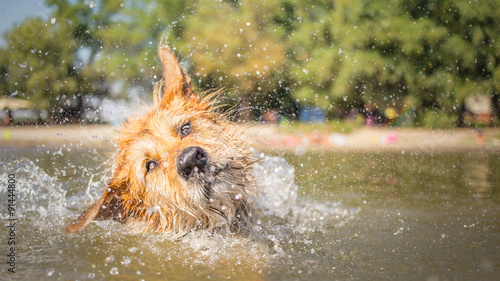 Funny dog shaking off water