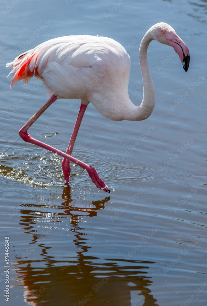 Laufender Flamingo