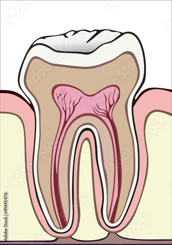 tooth