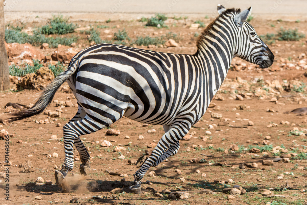 rennendes Zebra