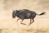 Slow pan of wildebeest galloping over savannah