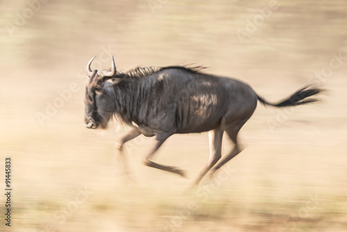 Slow pan of wildebeest galloping over savannah