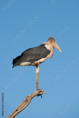 Stork perched on branch looking towards camera