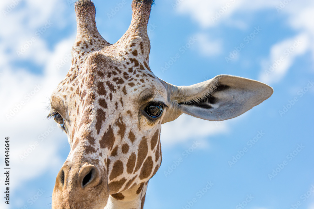 Fototapeta premium niedliche Giraffe