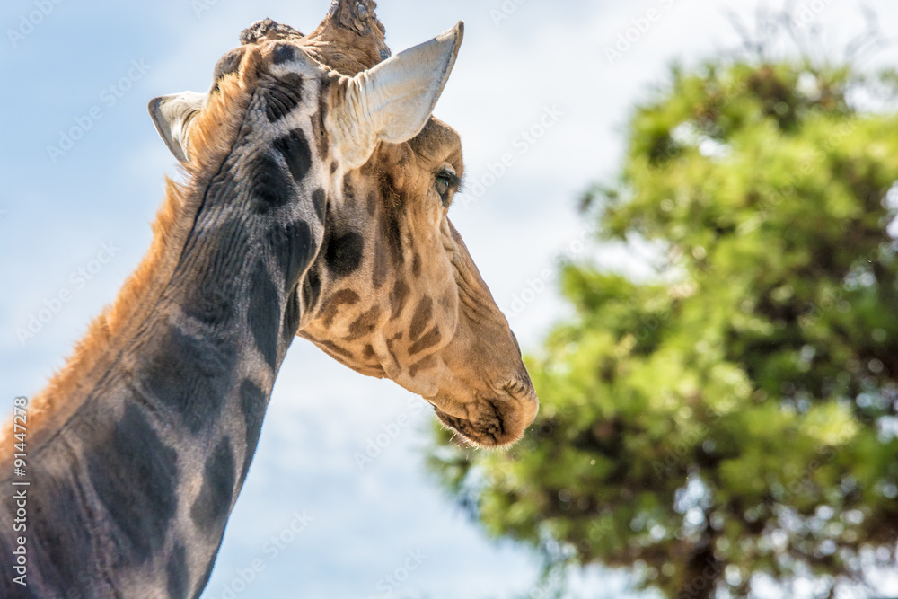 Fototapeta premium Giraffe auf dem Weg zum Fressen