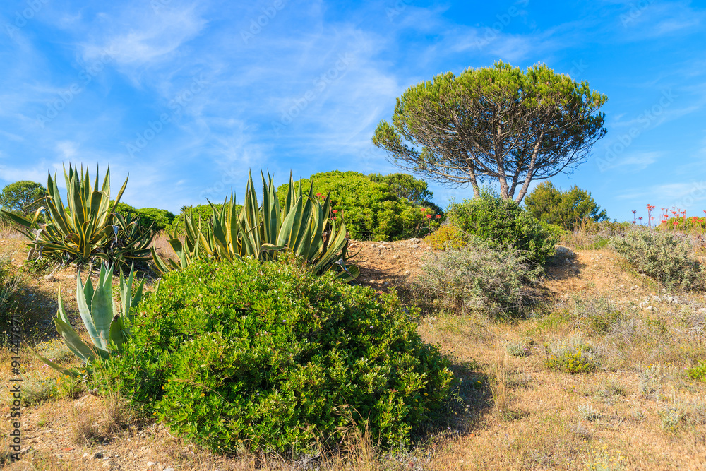 Tropical plants on green meadow with pine tree in background, Algarve region, Portugal Tropical plants on green meadow with pine tree in background, Algarve region, Portugal