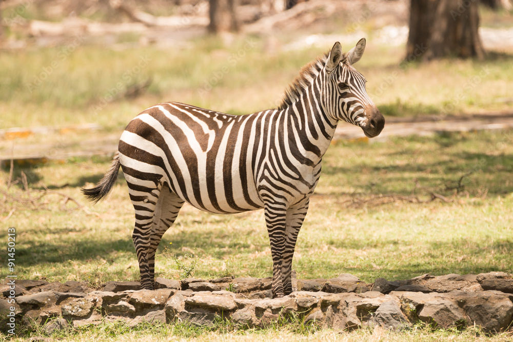 Zebra standing on path looking towards camera Zebra standing on path looking towards camera