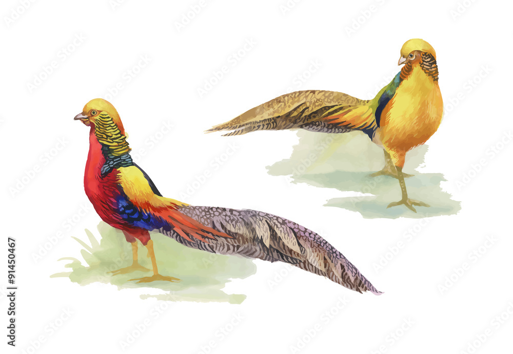Hand drawn pheasant in the grass and flowers, isolated on white Hand drawn pheasant in the grass and flowers, isolated on white