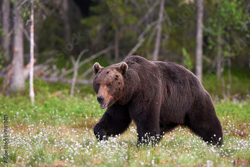Brown bear in the forest © lucaar