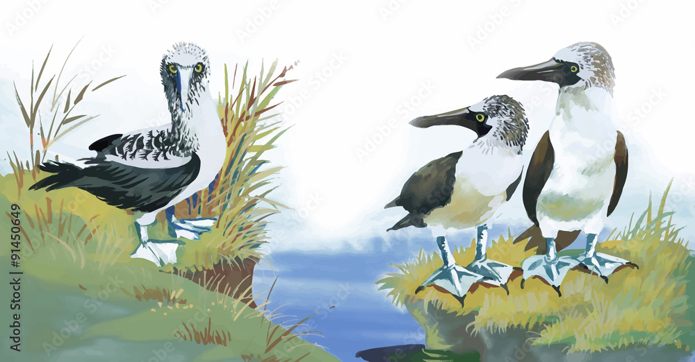 Obraz premium Seagulls flock swimming on pond watercolor vector illustration