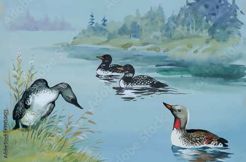 Geese flock swimming on pond watercolor vector illustration