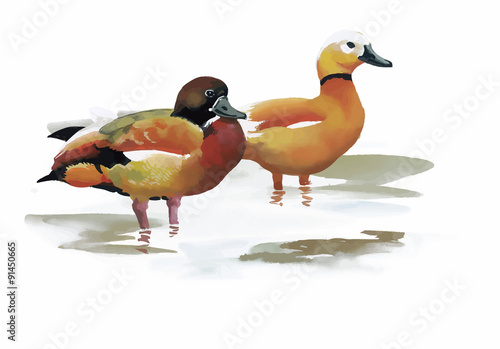 Geese flock swimming on pond watercolor vector illustration