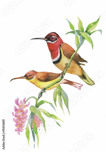 Watercolor wild exotic birds on flowers 