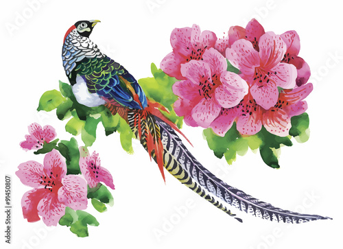 Hand drawn pheasant in the grass and flowers, isolated on white